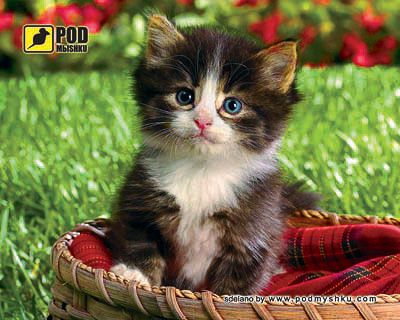 Килимок для миші Кошеня у кошику Podmyshku